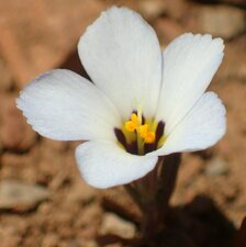 Linanthus dianthiflorus Flower